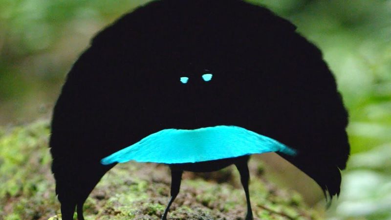 The Bird That Wears A Fancy Umbrella