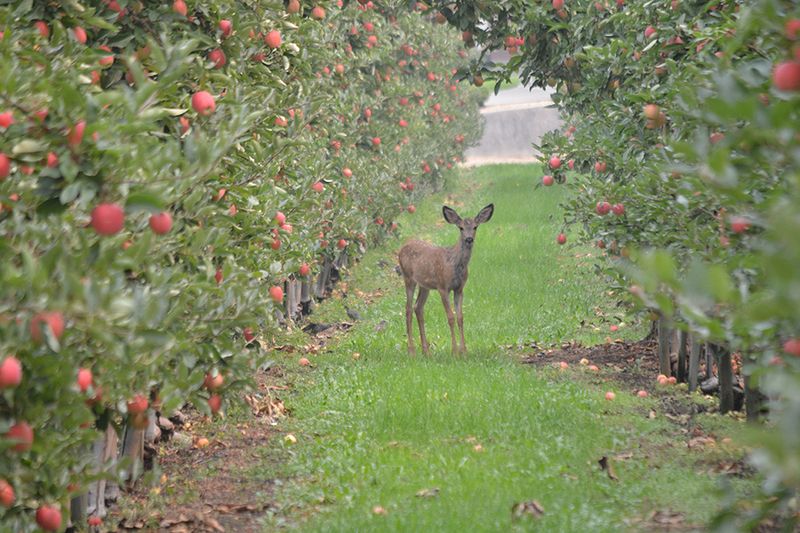 Apple Trees: Orchard Favorites