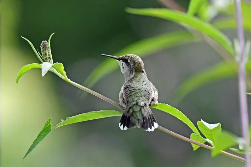When To Release The Hummingbird Back Outdoors?