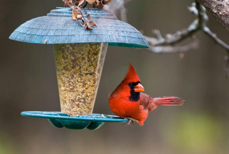 Birds Display Healthy Behavior