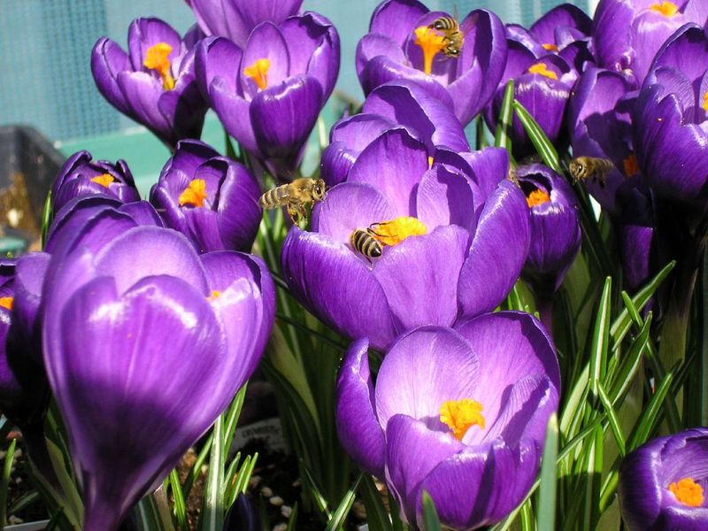 Crocus: First Feast Of Spring