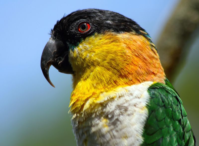 Caiques