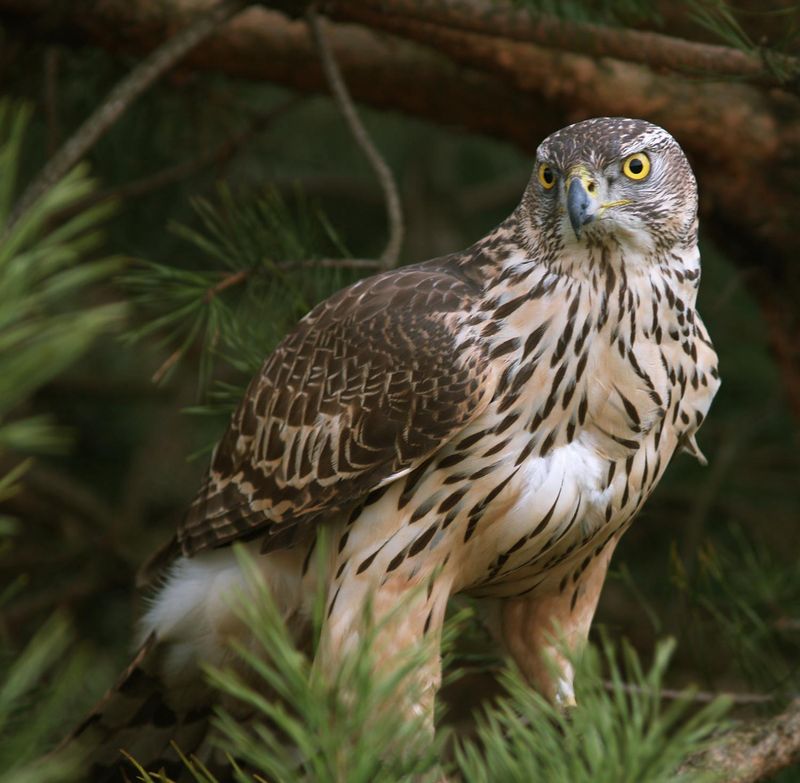 Dual-Tone Feather Technology