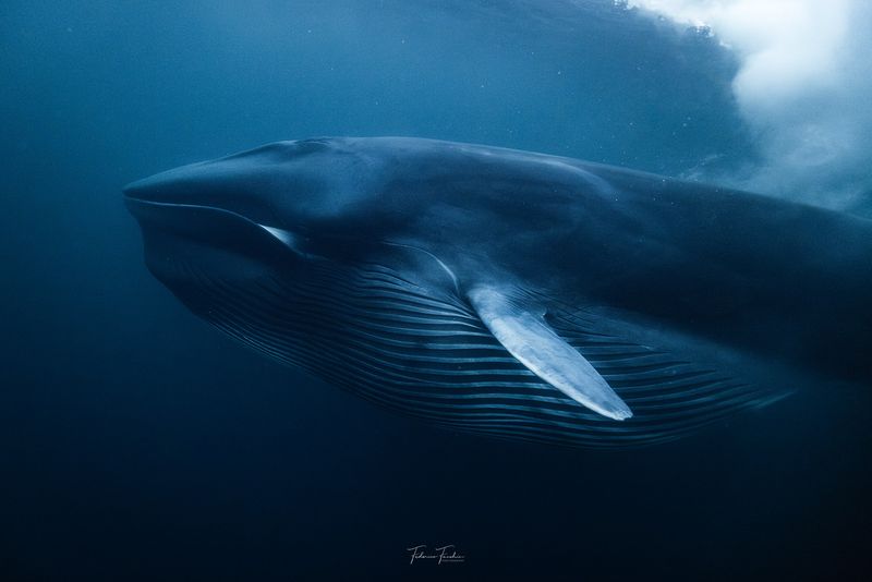 Fin Whale