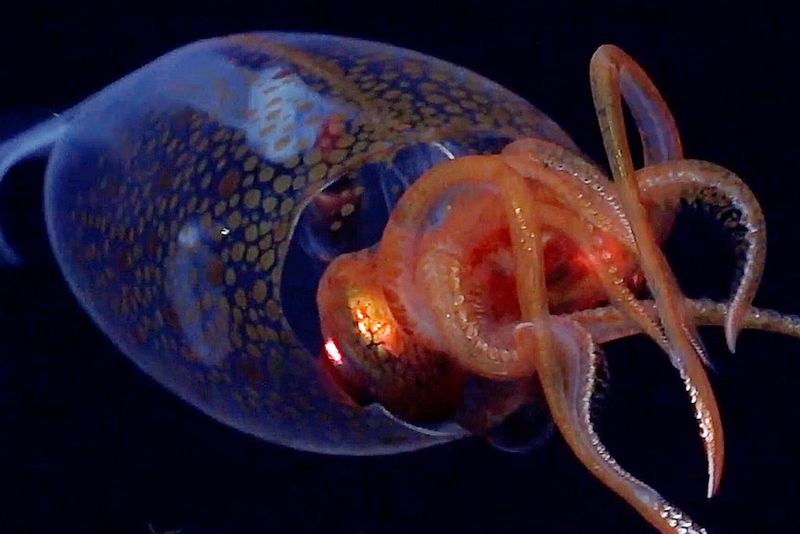 Colossal Squid: Antarctic Deep-Sea Monster