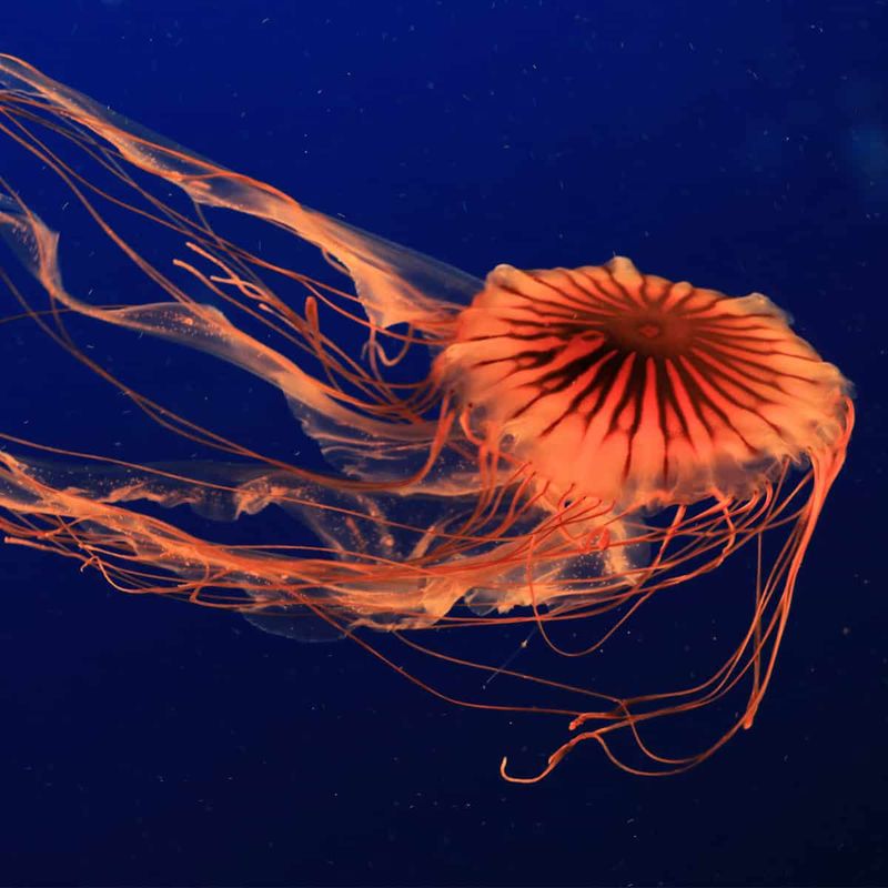 Sea Nettle: The Floating Fire