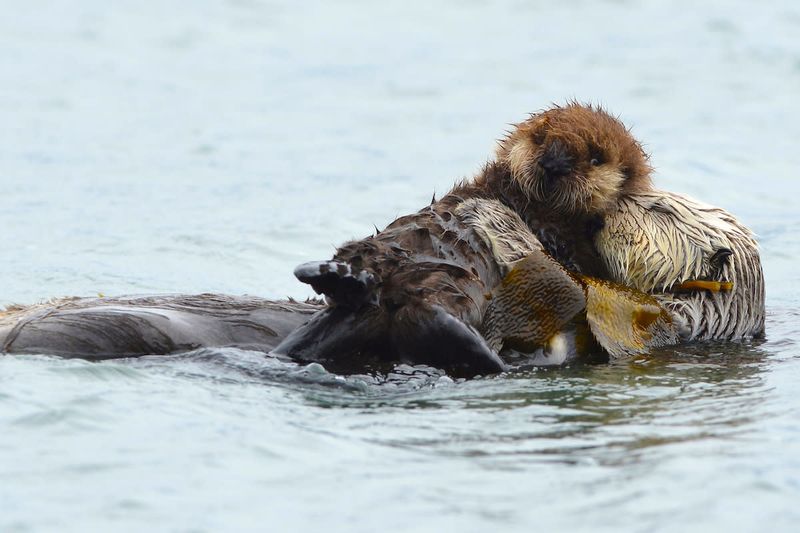 Sea Otter's Floating Lessons