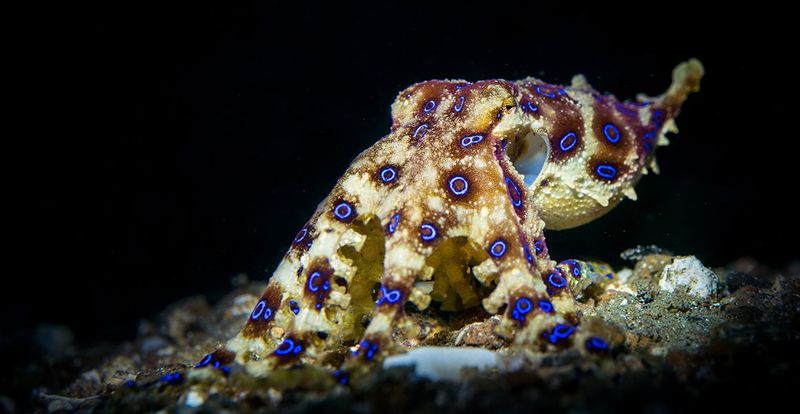 Blue-Ringed Octopus