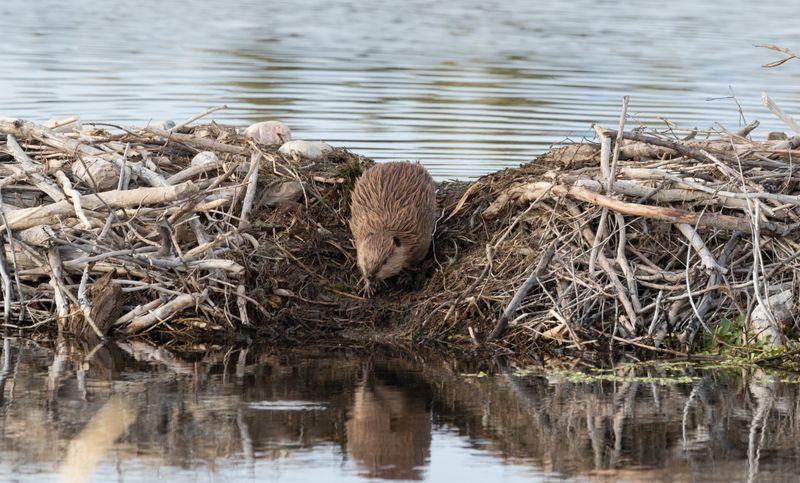 Beavers