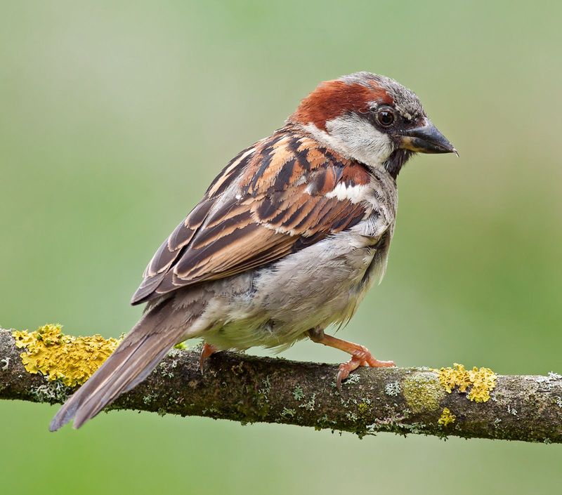 House Sparrows: Feathered Pioneers