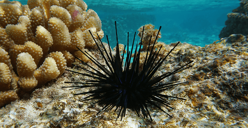 Sea Urchins