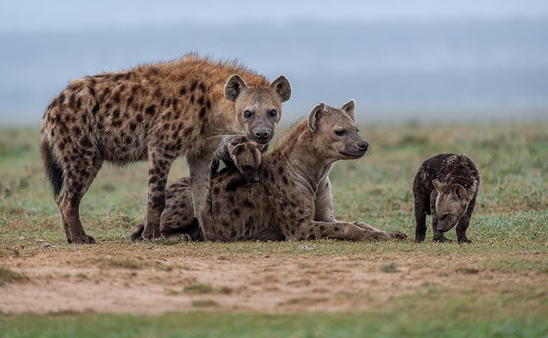 Hyenas
