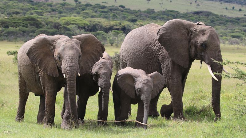 Elephants Are Aggressive Toward Humans