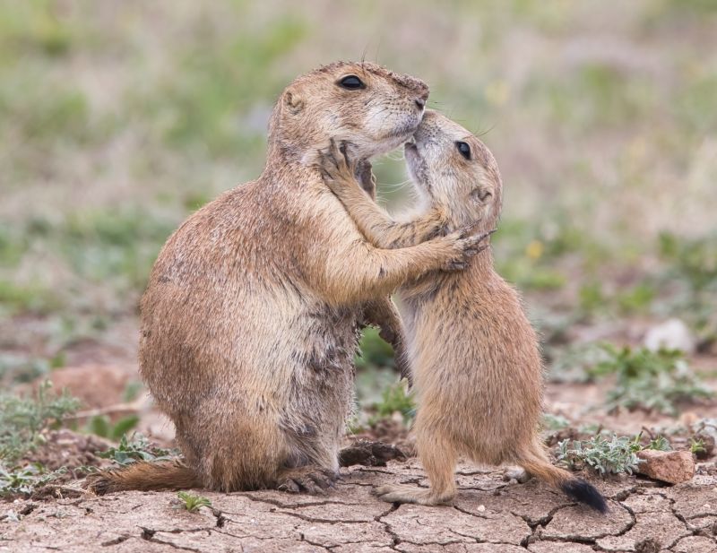 Prairie Dogs