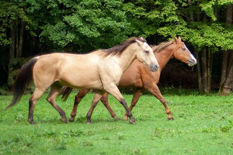 Tennessee Walking Horse
