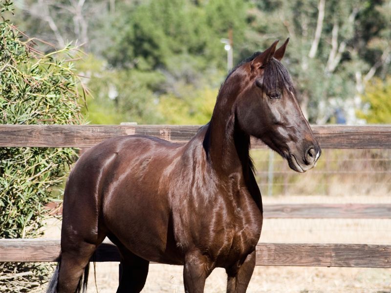 Tennessee Walker Rapid Developers
