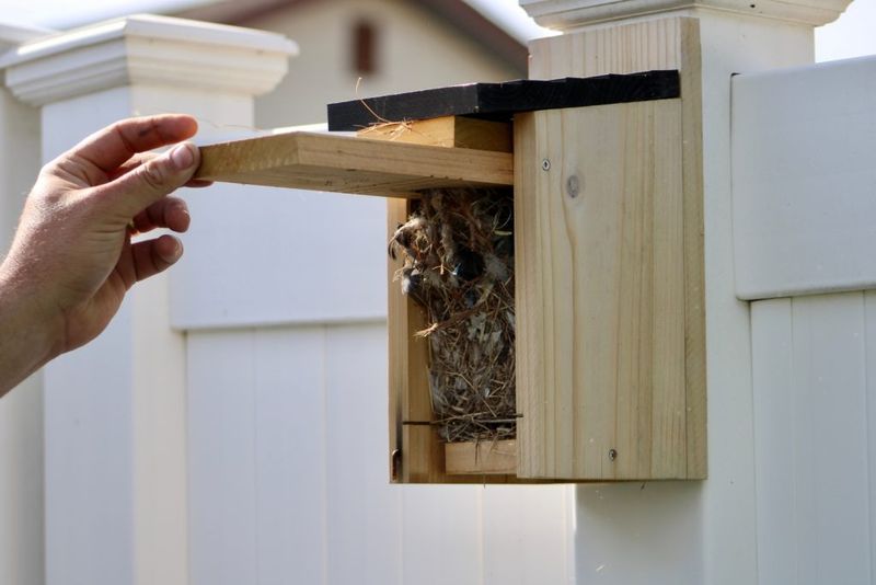 Nesting Material At Entrance