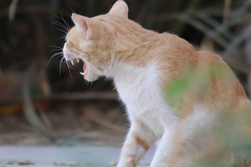 Aggression Signals Differ