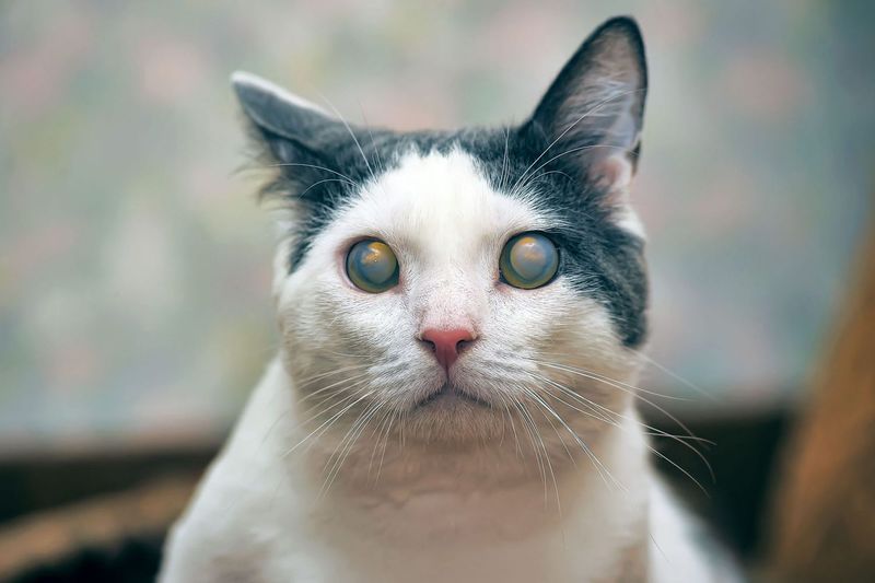 Vision Changes: Cloudy Eye Syndrome