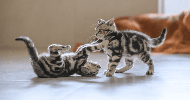 Social Play Development