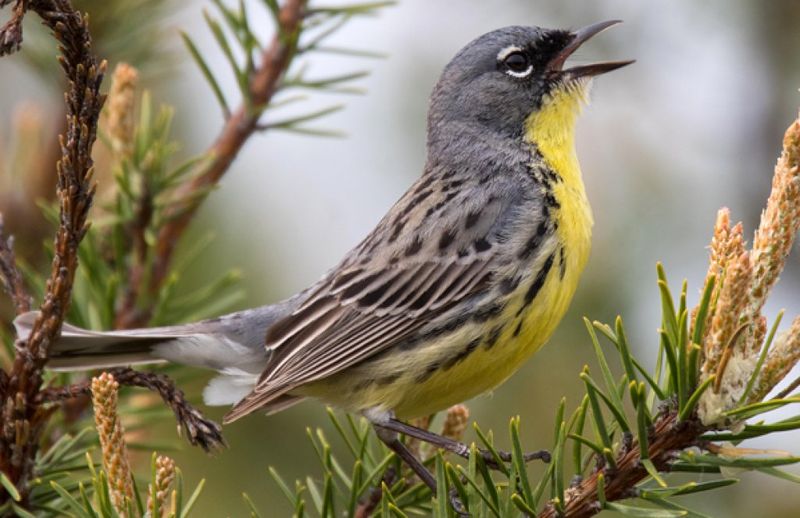 Kirtland's Warbler