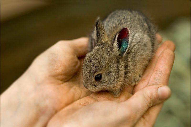 The Pygmy Rabbit (Tiny Mammal Of The American West)