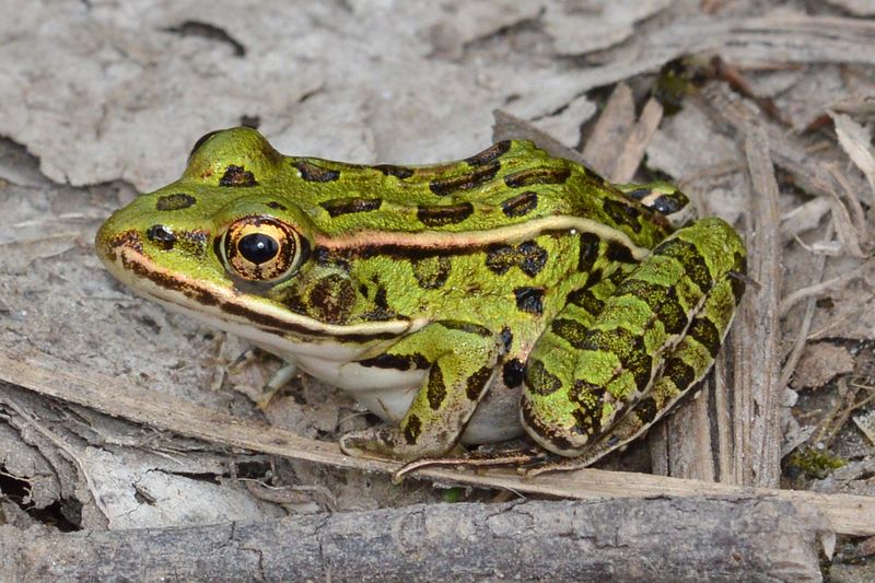 Frog