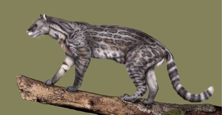 Little-Known Facts About Proailurus, The World’s First Cat