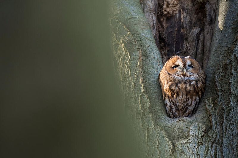 Tawny Owl