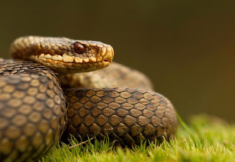 Solar-Powered Serpents