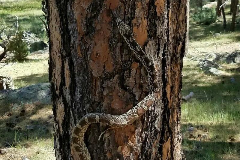 Excellent Climbers And Burrowers