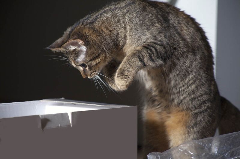 Inquisitive Nature