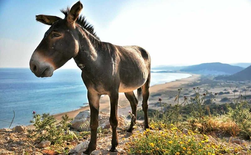 Donkeys: The Surprising Coyote Fighters