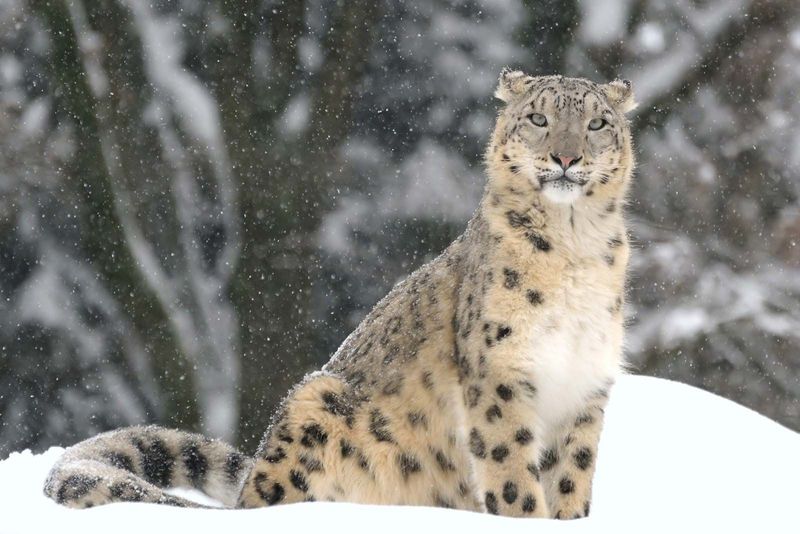 Improved Prey Population Management