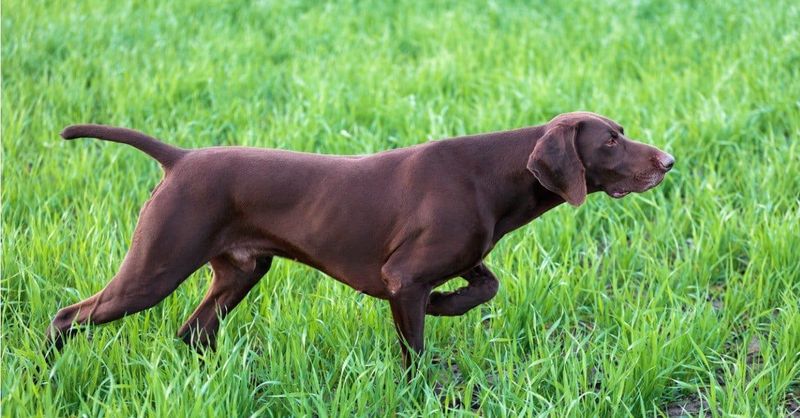 Prairie Patrollers: German Shorthaired Pointers