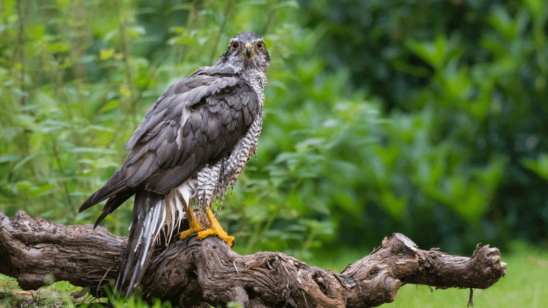 Sky Dancer: The Northern Goshawk