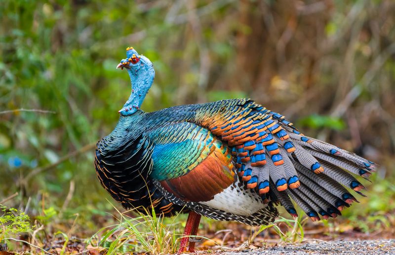 Tropical Treasure: The Ocellated Turkey