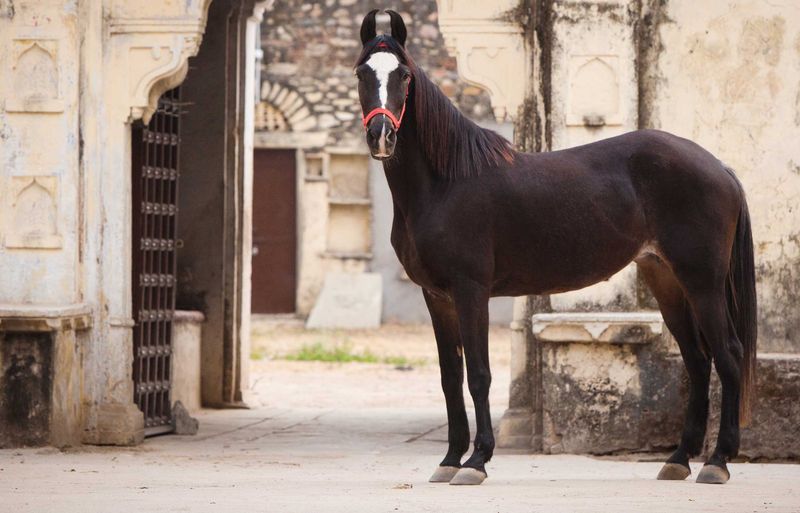 The Blue-Eyed Wonder: Marwari
