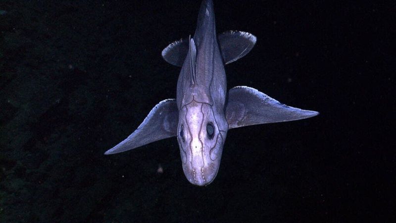Disappearing Lateral Lines