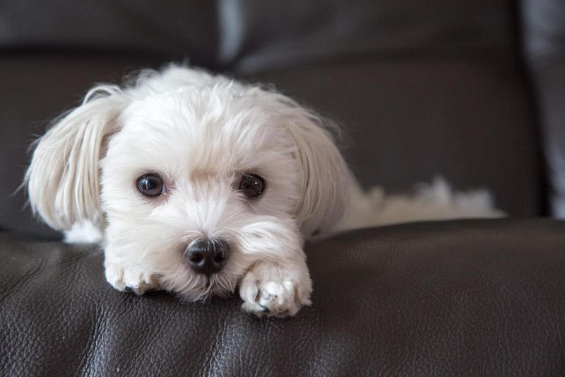 Shadow Companions: Maltese