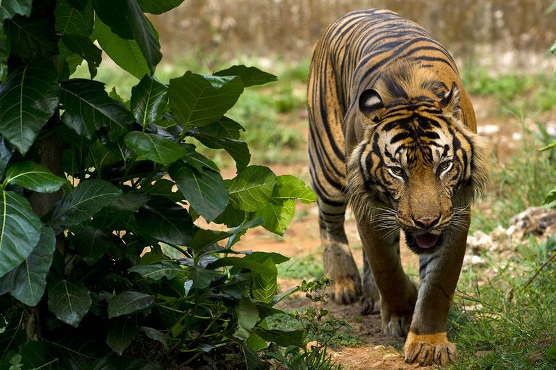 The Palm Oil Problem