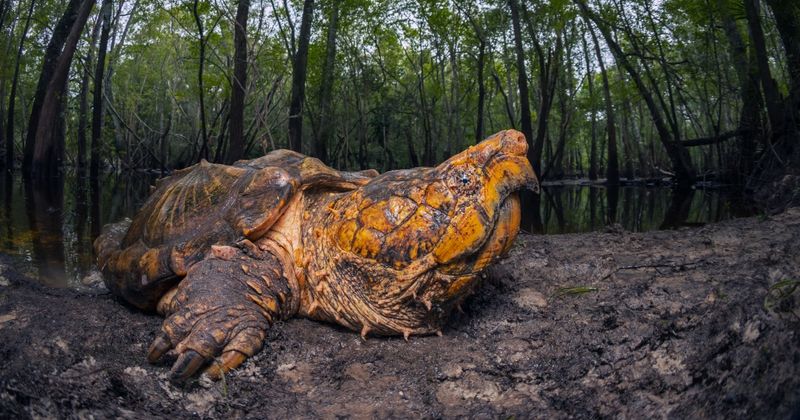 Armored Ancient: The Alligator Snapping Turtle