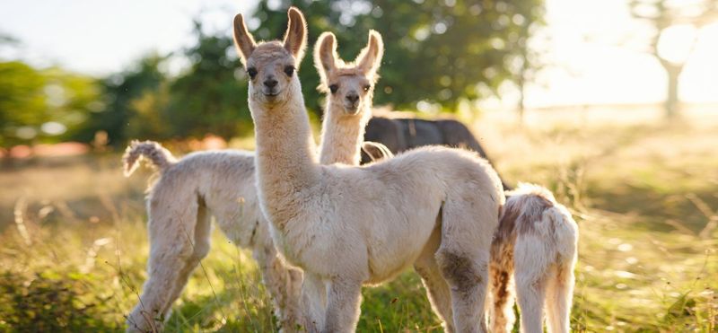 Alpacas: The Alert Watchmen