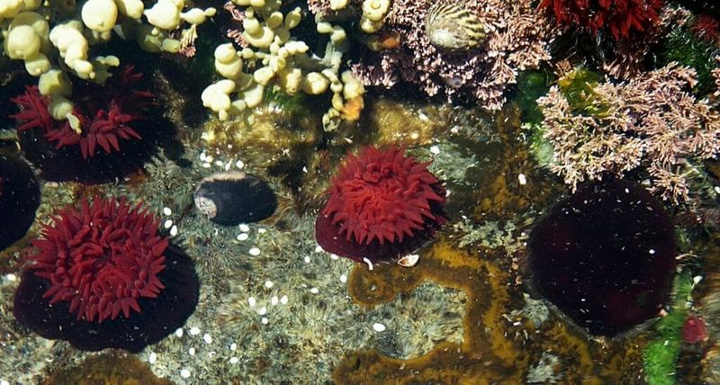 Sea Anemone: The Underwater Immortals