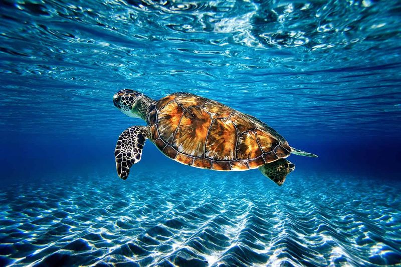 Sea Turtle