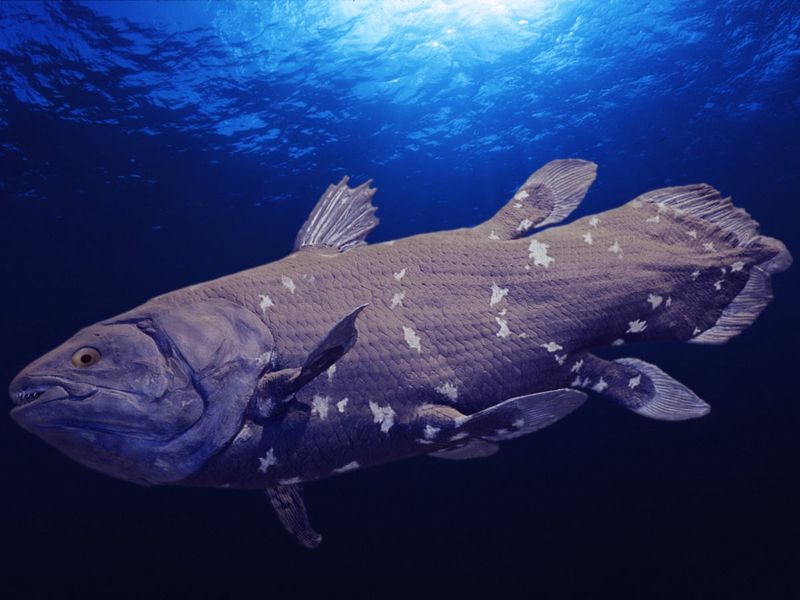 Conservation Challenges In Deep Waters