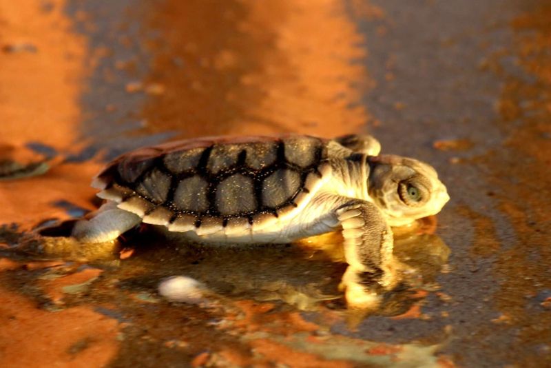 Flatback Sea Turtle