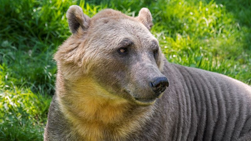 Grolar Bears: Climate Change's Hybrid Creation