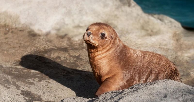 Taronga Zoo