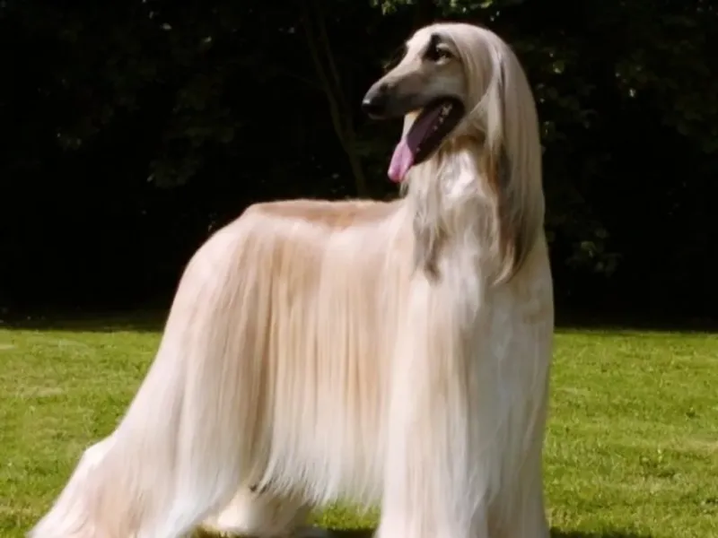 Royal Loners: Afghan Hounds